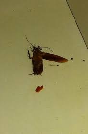 koka roaches under kitchen sink
