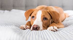 This subreddit is dedicated to discussing websites such as shutterstock, iphoto or any other related websites in the stock photo/video domain. Reizdarmsyndrom Beim Hund Ursachen Behandlung