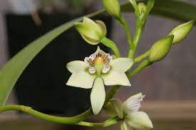 Dendrobium Nora Tokunaga Beautiful Orchids Orchids Plants