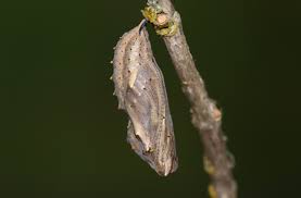 See Inside A Chrysalis As It Develops Into A Butterfly Video Discover Magazine