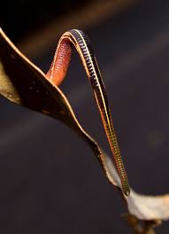 Leeches - The Australian Museum