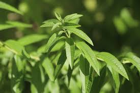 Image result for Aloysia citrodora