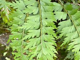 Image result for Asplenium aethiopicum