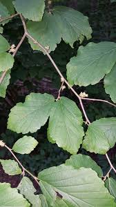 Image result for Hamamelidaceae