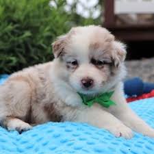 Maybe you would like to learn more about one of these? Adorable Best Australian Shepherd Puppies For Adoption In Australia Mini Australian Shepherd Puppy For Sale Under 400 Facebook