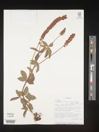 Image result for Eriosema parviflorum
