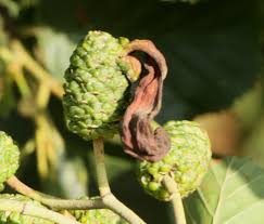 Image result for Tinnea apiculata