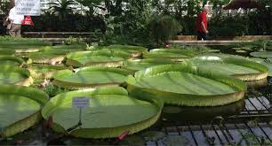 Explore an array of munich botanischer garten (botanic garden), munich vacation rentals, including houses, apartment and condo rentals & more bookable online. Botanischer Garten Munchen Nymphenburg 80638 Munchen Neuhausen Nymphenburg Offnungszeiten Adresse Telefon