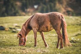 Ask questions and get answers from people sharing their experience with risk. 40 Horse Trivia Questions And Answers That Won T Leave You With A Long Face