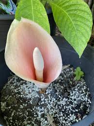Devil's tongue is not hardy out of doors and must be treated as a houseplant. Konjac Flower Aka Voodoo Lily Snake Plant Devil S Tongue Amorphopallus Konjac Gardening