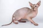 Sphynx Kittens For Sale by Reputable Breeders | Pets4You