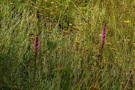 Image result for Satyrium crassicaule