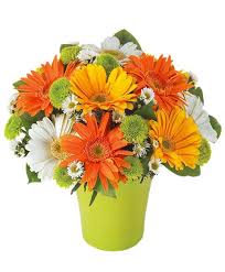 Stelle di natale, bouquet e mazzi di fiori natalizi, composizioni floreali natalizie. Piccoli Fiori Bianchi Per Composizione Floreale Fiori Bianchi Laurea Barbrasa