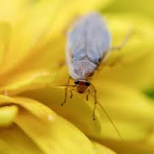 Auch auf dem kompost kommen die insekten vor. Unangenehme Insekten Zu Hause So Halten Sie Die Bernsteinschabe Fern Web De