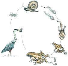 Ribeiroia ondatrae is a parasite in the class trematoda, phylum platyhelminthes, believed to be responsible for most of the recent increase in frog deformities, particularly missing or extra hind legs. The Complexity Of Deformed Amphibians Blaustein 2003 Frontiers In Ecology And The Environment Wiley Online Library