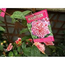 Superb New Release Species Of Camellia The Volunteer Camellia Is An Evergreen Camellia Growing Some 2 M High And 1 5m Wide The Flower Is With Images Camellia