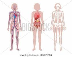 The sexual organs in the abdomen of the woman work optimally together to fulfill their common task: Woman Skeleton Vector Photo Free Trial Bigstock