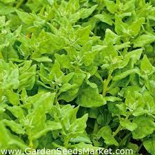 We did not find results for: Uj Zelandi Spenot 70 Magok Tetragonia Expansa L Garden Seeds Market Ingyenes Szallitas