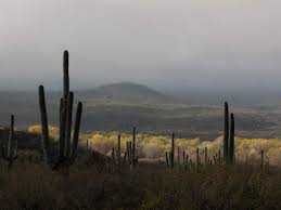The saguaro cactus can absorb a lot of water because the ribs on the plant can expand. Elevation Of San Manuel Az Usa Topographic Map Altitude Map