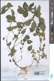 Image result for Acalypha brachystachya