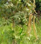 Image result for Markhamia obtusifolia