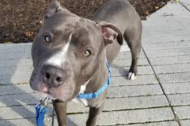 Thank you for considering adoption! Pet Of The Week 2019 Pets Wtop