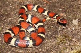 Scarlet Kingsnake (Lampropeltis ...