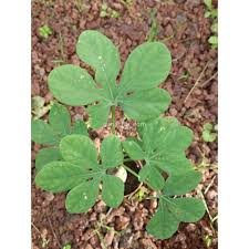 Image result for Adenia glauca