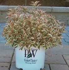 My Monet Weigela Gullo S Garden Center