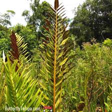 Image result for Acrostichum