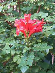 Image result for Tecomaria nyassae