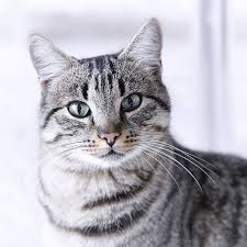 Black And Grey Tabby Cat Personality Portrait Gray Tabby Cat Grey Tabby Cats Tabby Cat Grey Cats