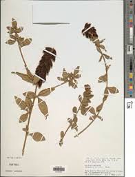 Image result for Crotalaria vasculosa