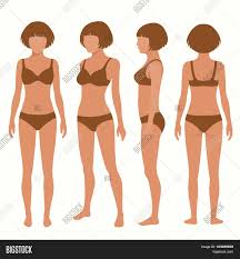 Arteries come in a variety of sizes. Human Body Anatomy Vector Photo Free Trial Bigstock
