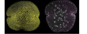 Jim haseloff, mrc laboratory of molecular biology, cambridge, uk. Openplant Toolkit Lab On The Cheap