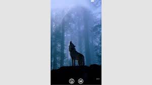 If you're in search of the best wolf wallpapers, you've come to the right place. Get Wolf Wallpaper Hd Microsoft Store