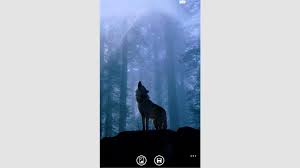 Very important thing while choosing border wallpaper is the design of the wallpaper border. Get Wolf Wallpaper Hd Microsoft Store