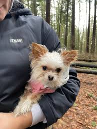 Luna was turned into animal control this afternoon and we have her!!! Thank  you all from the bottom of our hearts. What a crazy 24 hours. Now for some  sleep!! My dog