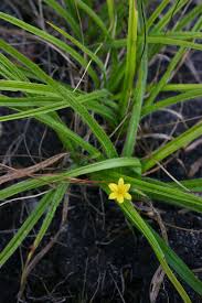 Image result for Hypoxis angustifolia