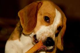 Eine bekannte hatte der jungen frau, die sich im tierschutz engagiert, am montag von dem vernachlässigten beagle in der vermüllten wohnung erzählt. Beagle Beschaftigen Sinnvolle Beagle Beschaftigung Beaglehund De