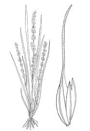 Image result for Elytrophorus spicatus