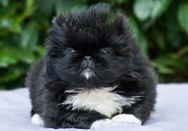 Description of pekingese puppy for sale: Pekingese Peke Puppies For Sale Akc Puppyfinder