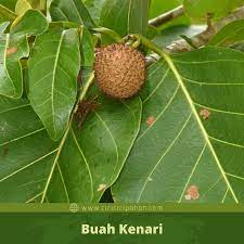 Ciri Ciri Pohon Kenari Bangkal Nauclea Orientalis Di Alam Liar Ciriciripohon Com