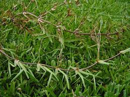 We did not find results for: Calvin Finch Choosing The Right Lawn Option