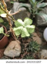 Image result for Asplenium sandersonii