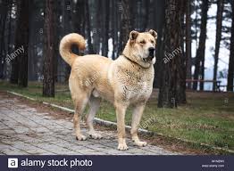 Was sind eigentlich diese wolfshunde? Super Gross 105 Kg Junge Alabai Hund Im Park Posing Stockfotografie Alamy