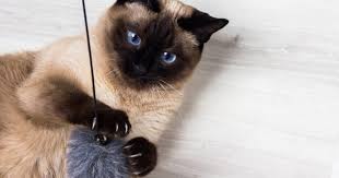 Siamese cats are one of the oldest and most famous cat breeds due to their unique and unmistakable appearance. Siamese Cat Breed Info Facts Pictures Characteristics Temperament