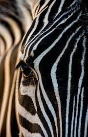 The Zebra Photo By Julian John National Geographic Your Shot Zebra Photo National Geographic Animals National Geographic Photography