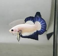 Ikan ini mempunyai bentuk dan karakter yang unik dan cenderung agresif dalam mempertahankan. Plakat Tail Blue Rim Butterfly Betta Fish Types Betta Fish Betta