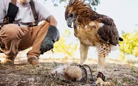 Eat, Prey, Love: A Day with the Squirrel Hawkers of East Texas